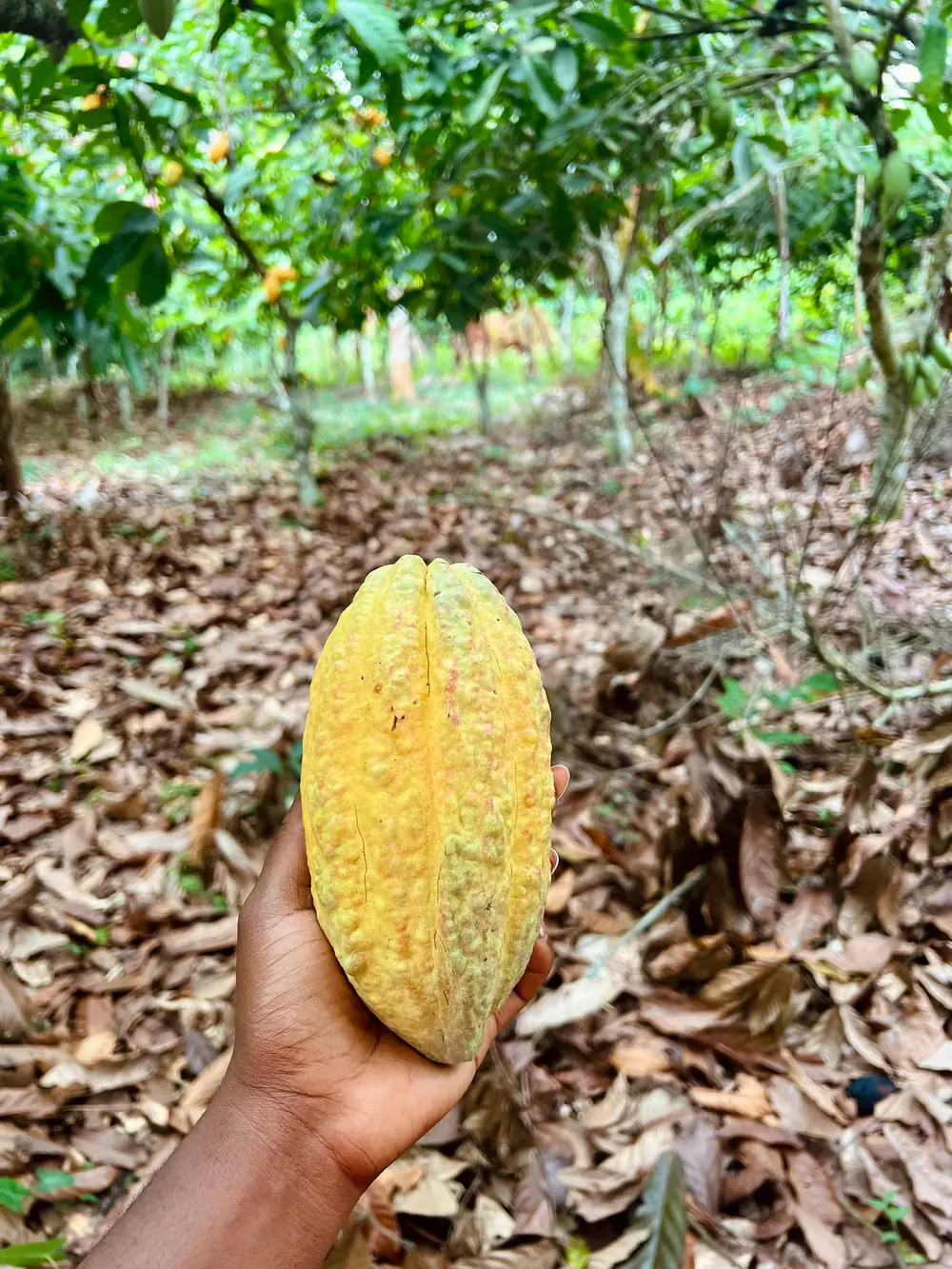 Produits Ca'oly présentés sur un salon au Cameroun